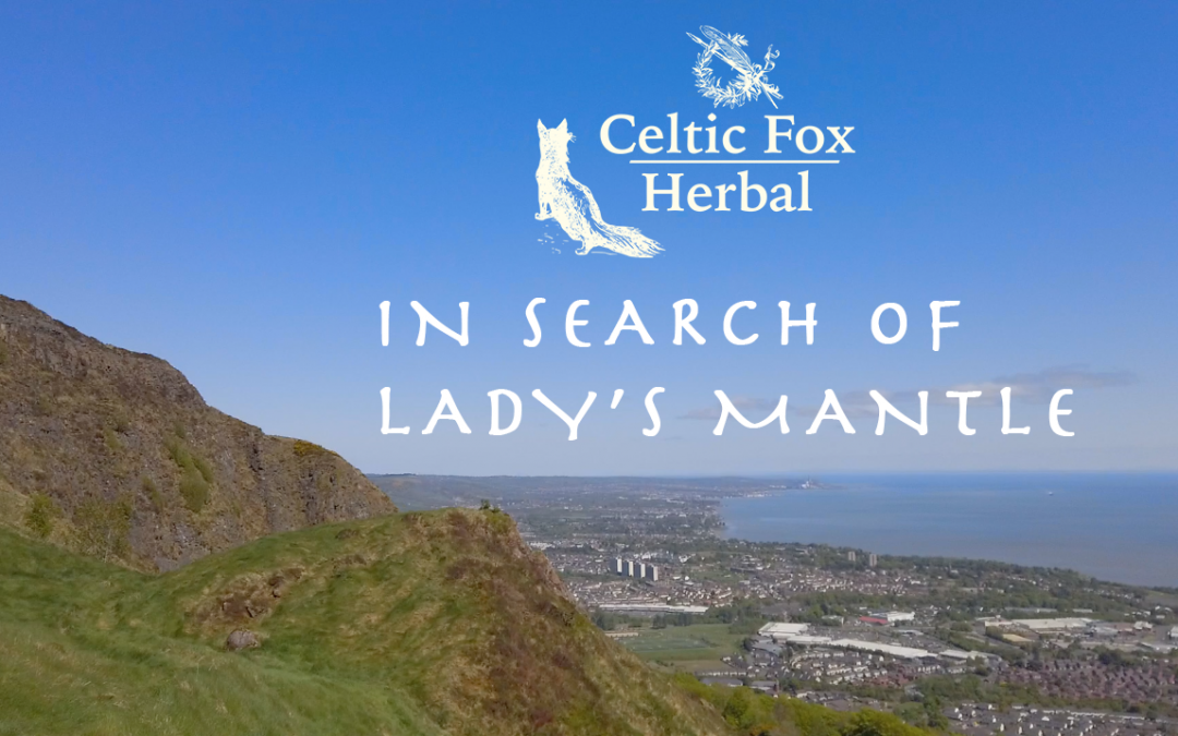 In search of Lady’s Mantle – Cavehill Foraging Walk Belfast