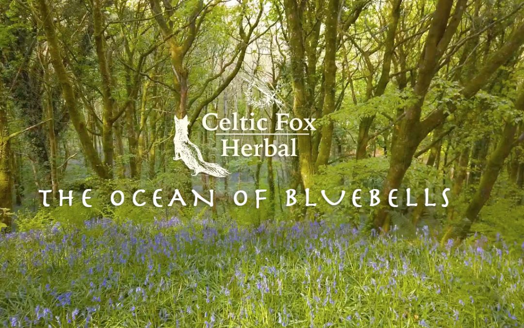 The Ocean of Bluebells – A walk in Bellurgan Park Forest